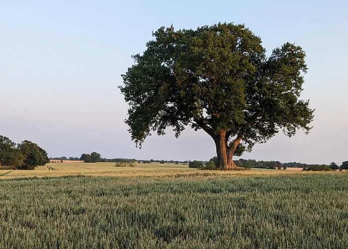 Taubennest