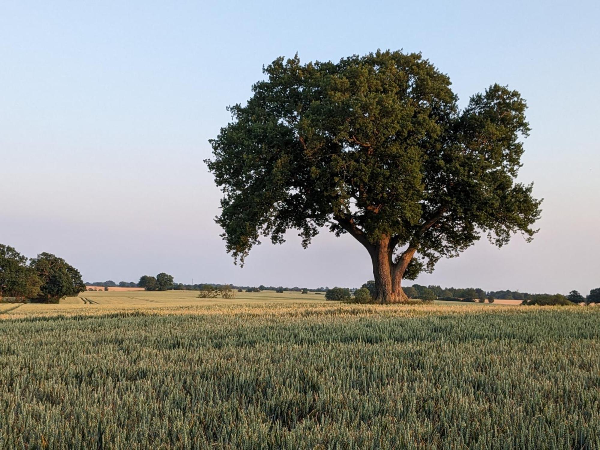Taubennest